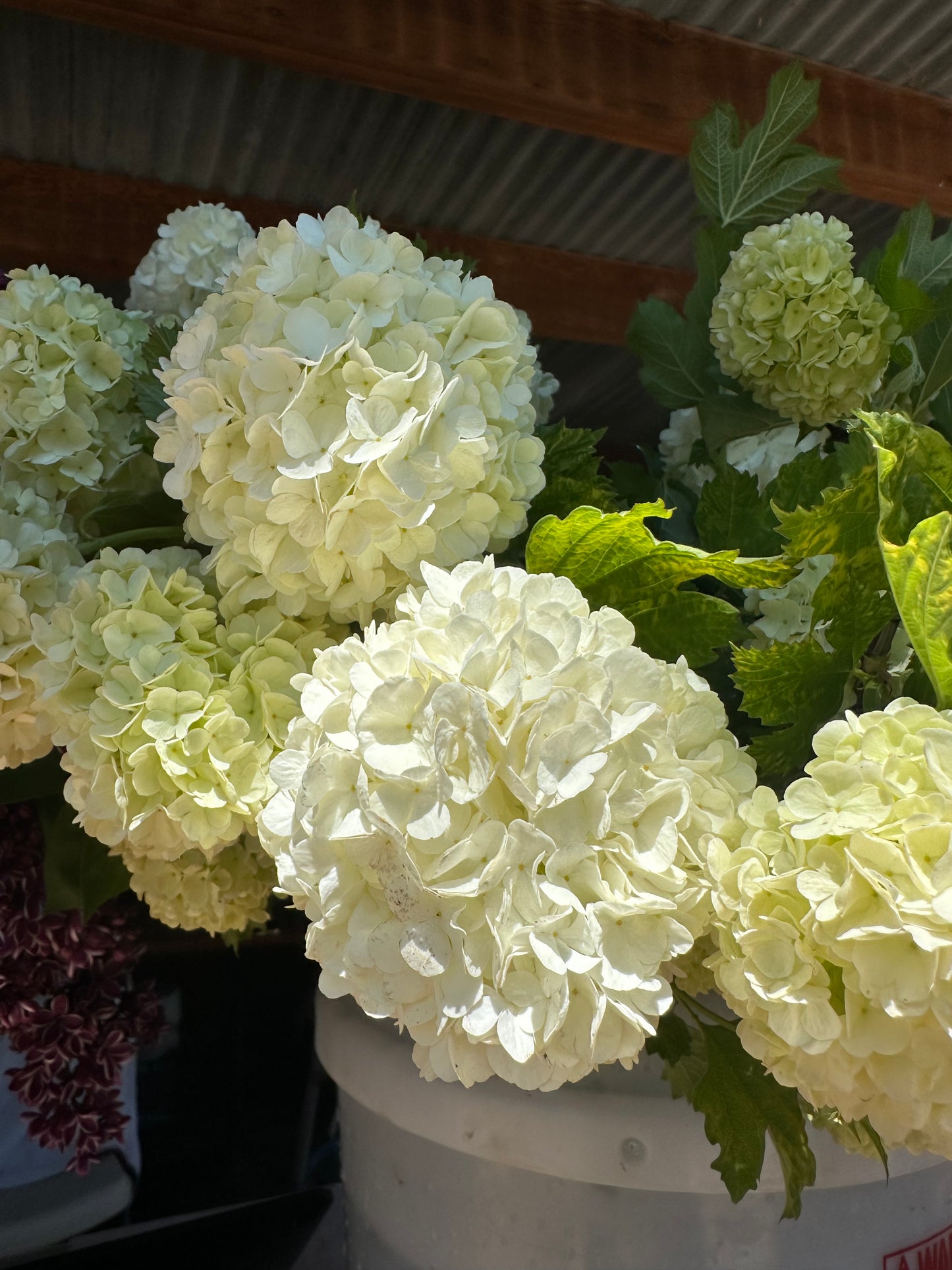 Hydrangea