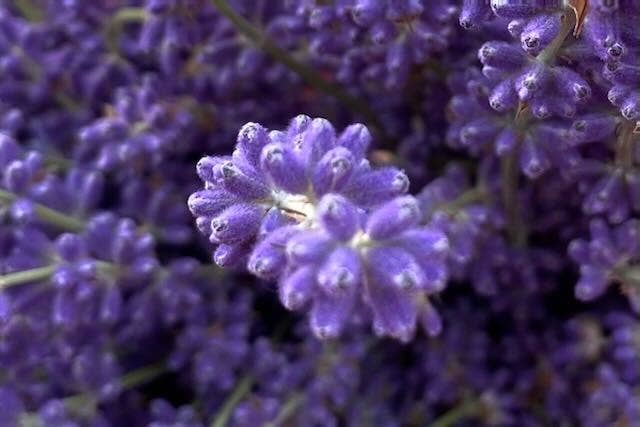 Dried English Lavender Bouquets