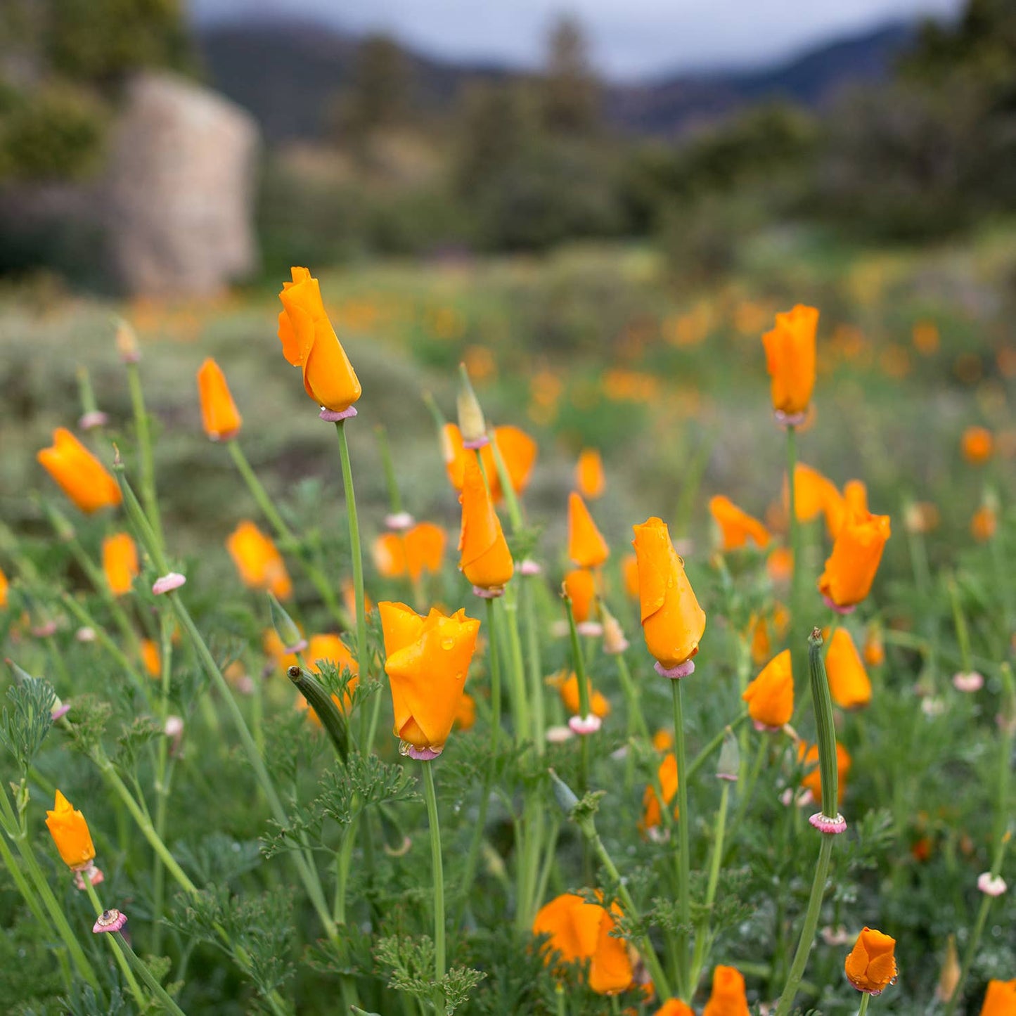 California Poppy Enamel Pin