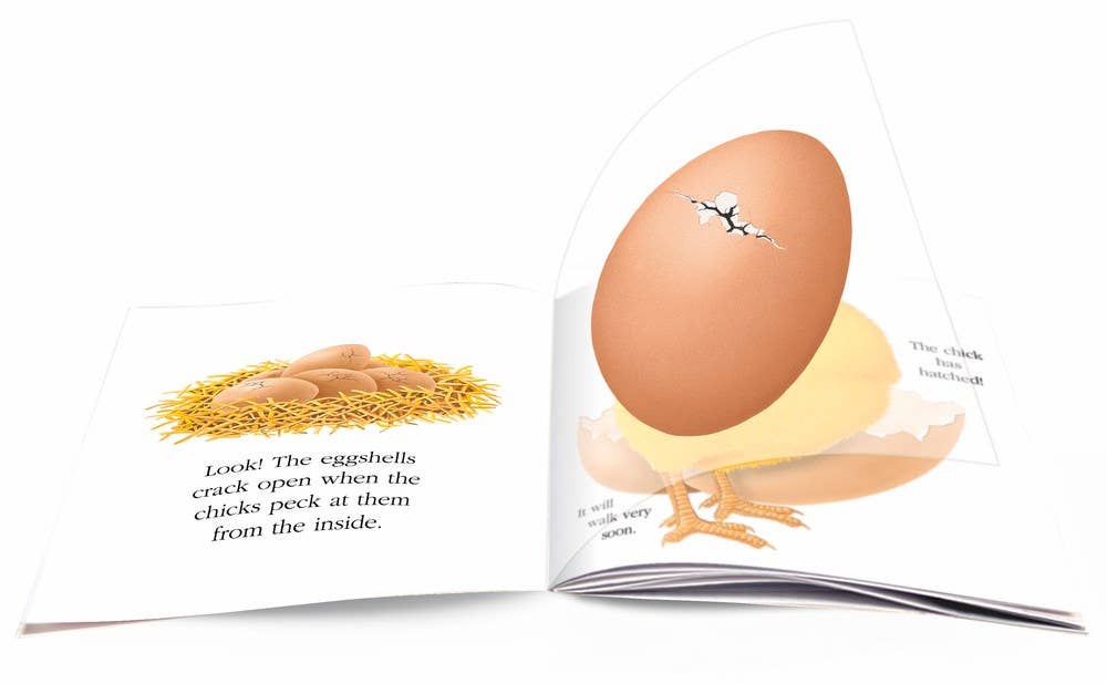 Egg: Paperback Picture Book / 32